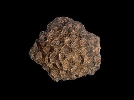 Hexagonaria hexagona, fossil coral, fossil, fossilization, Devonian, fossil, Middle Devonian,