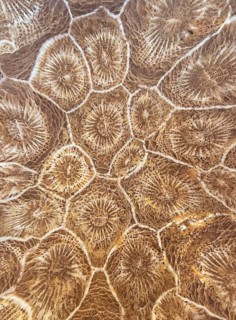 Hexagonaria hexagona, polished, polyp, coral polyp, fossil coral, fossil, petrification, Devonian,