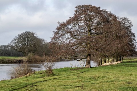 Schwarzerle an der Ems, Emsland, Lower Saxony, Germany