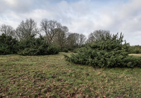Juniper (Juniperus communis) and English oak (Quercus robur), Meppener Weide, Emsland, Lower
