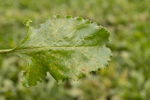 Sugar beet (Beta vulgaris) leaf with Rust (Uromyces betae) fungal plant pathogen disease, England,