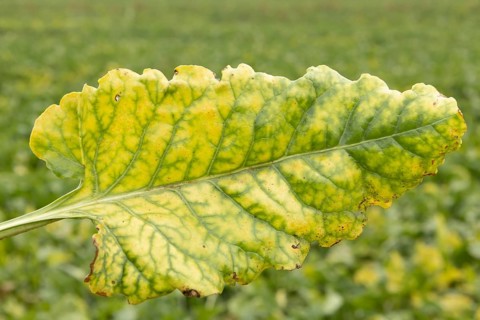 Sugar beet (Beta vulgaris) crop plant leaf in a farm field infected with virus yellows plant