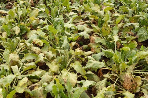 Sugar beet (Beta vulgaris) crop plants in a farm field with Rust (Uromyces betae) fungal plant