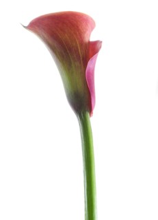 Pink Calla, Rehmann Calla (Zantedeschia rehmannii)