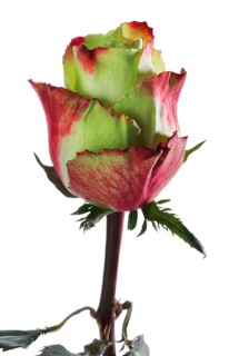 Hybrid rose (Rosa hybrida)