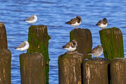 Sanderlings, ruddy turnstones and purple sandpiper in winter plumage resting on wooden breakwater,