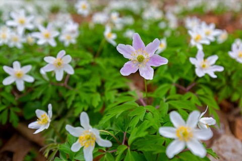 Pink wood anemone among colonial growth of white anemones / European thimbleweed (Anemone nemorosa)