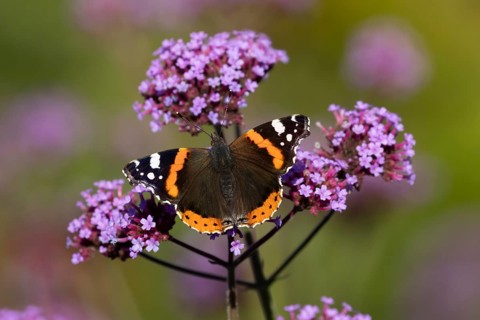 Red admiral butterfly (Vanessa atalanta) adult insect feeding on garden purple Verbena flowers in