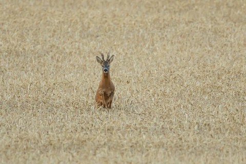 Roe deer (Capreolus capreolus) adult animal male roebuck running in a farmland wheat field in