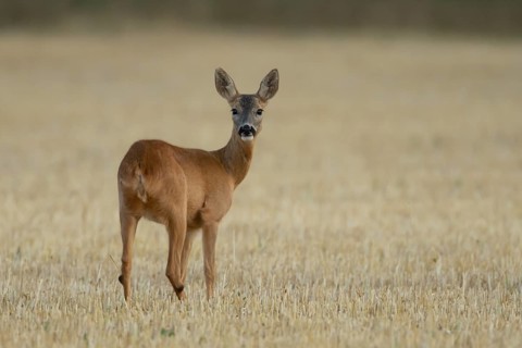 Roe deer (Capreolus capreolus) adult animal female doe in a farmland stubble field in summer,