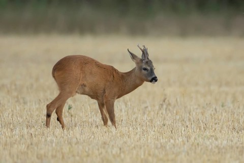 Roe deer (Capreolus capreolus) adult animal male roebuck in a farmland stubble field in summer,