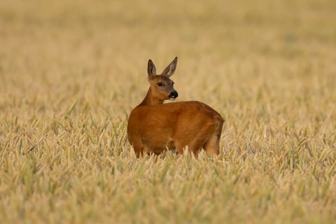 Roe deer (Capreolus capreolus) adult animal female doe in a farmland wheat field in summer,