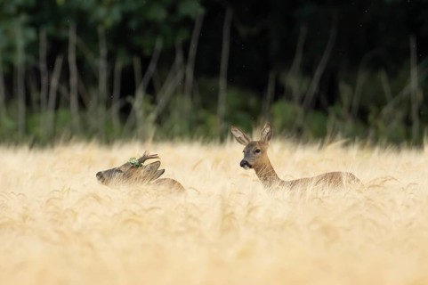 Roe deer (Capreolus capreolus) adult male roebuck and female doe two animals in a farmland barley