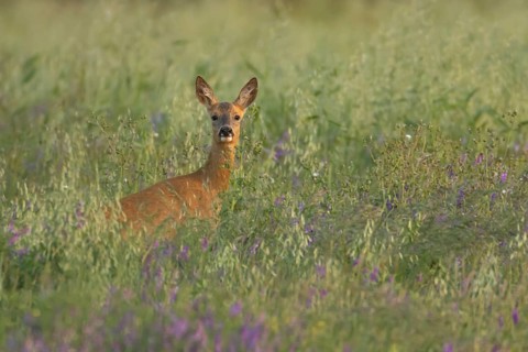 Roe deer (Capreolus capreolus) adult animal female doe in a farmland cereal field with purple vetch