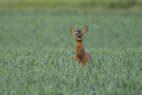 Roe deer (Capreolus capreolus) adult animal male roebuck in a farmland wheat field in summer,