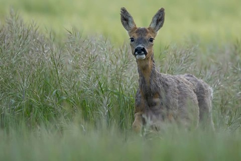 Roe deer (Capreolus capreolus) adult animal female doe in a farmland cereal field in summer,
