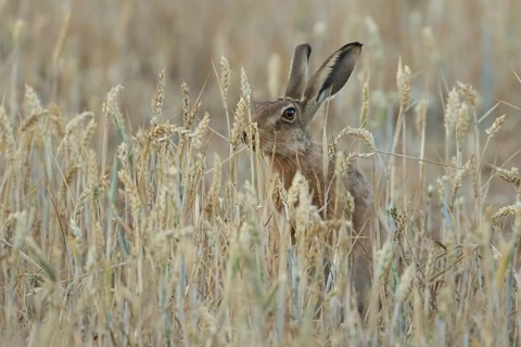 European brown hare (Lepus europaeus) adult animal feeding on a wheat sheath in a farmland field in