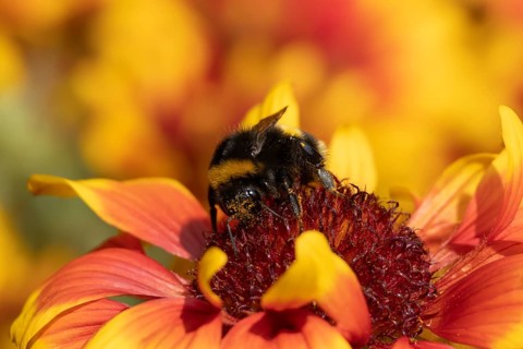 Buff tailed bumblebee (Bombus terrestris) adult bee insect feeding on garden Gaillardia flower in