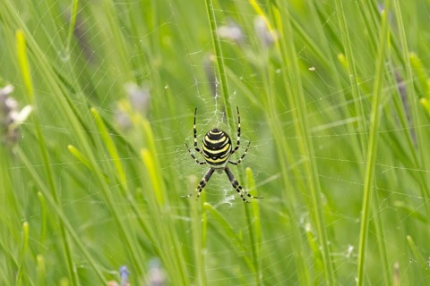 Wasp spider (Argiope bruennichi) adult in its web amongst lavender plants in the summer, England,