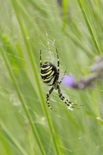 Wasp spider (Argiope bruennichi) adult in its web amongst lavender plants in the summer, England,