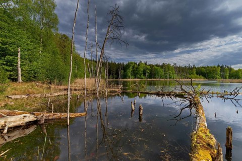 Schweingartensee in spring, lake in the Serrahn Hills, Serrahner Berge, Mecklenburgische Seenplatte