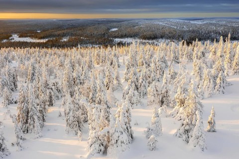 Aerial view over snow covered spruce trees on the taiga at sunset in winter, Riisitunturi National