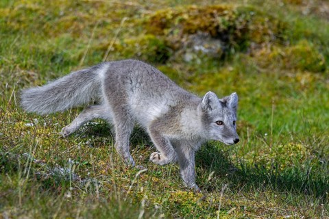 Arctic fox, polar fox (Vulpes lagopus) in summer coat foraging on the tundra, Svalbard,