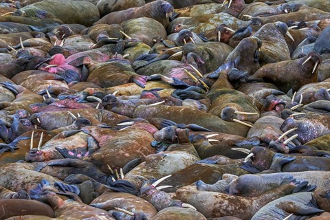 Atlantic walruses (Odobenus rosmarus) colony resting at terrestrial haulout / haul-out on beach