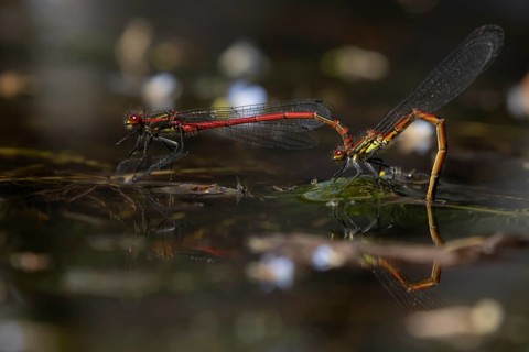 Large red damselfly (Pyrrhosoma nymphula) two adult insects mating on the water surface of a garden