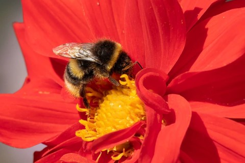 Buff tailed bumble bee (Bombus terrestris) adult insect feeding on garden Dahlia flower in the