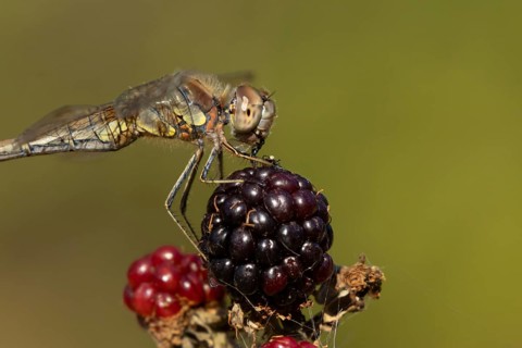 Common darter dragonfly (Sympetrum striolatum) adult insect feeding on a fly while resting on