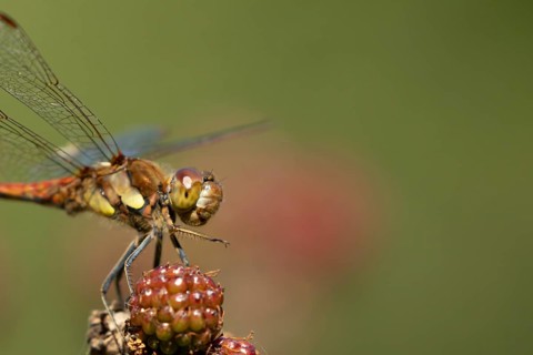 Common darter dragonfly (Sympetrum striolatum) adult insect resting on blackberries fruit in the