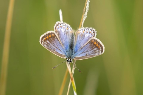 Common blue butterfly (Polyommatus icarus) adult insect resting on a grass stem in the summer,