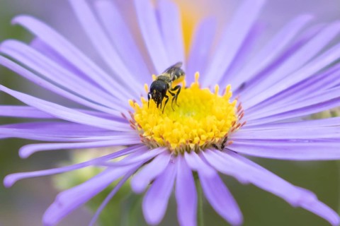 Yellow faced bee (Hylaeus spp.) adult insect on a garden Aster flower in the summer, England,
