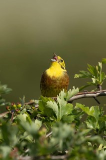 Yellowhammer (Emberiza citrinella) adult male bird singing in a hawthorn hedgerow in summer,