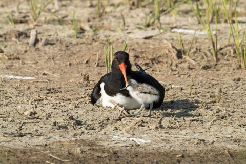 Eurasian oystercatcher (Haematopus ostralegus) adult wading bird seemingly adopted a Pied avocet
