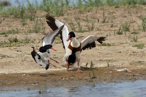 Eurasian oystercatcher (Haematopus ostralegus) adult wading bird fighting with a Shelduck (Tadorna
