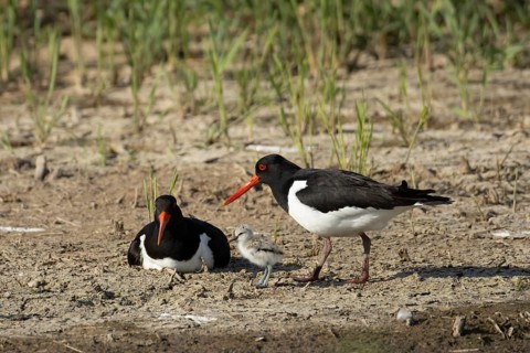Eurasian oystercatcher (Haematopus ostralegus) two adult wading birds seemingly adopted a Pied
