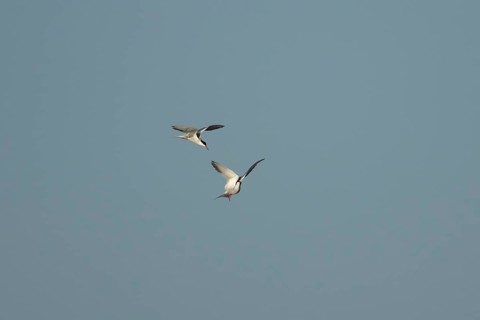 Common tern (Sterna hirundo) two adult birds displaying in flight in summer, England, United