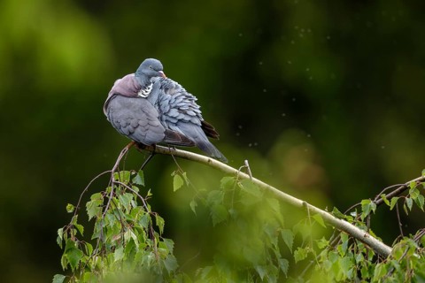 After the rain, the wood pigeon (Columba palumbus) immediately starts grooming its feathers,