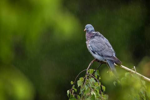 The rain has subsided and the wood pigeon (Columba palumbus) is shaking the water out of its