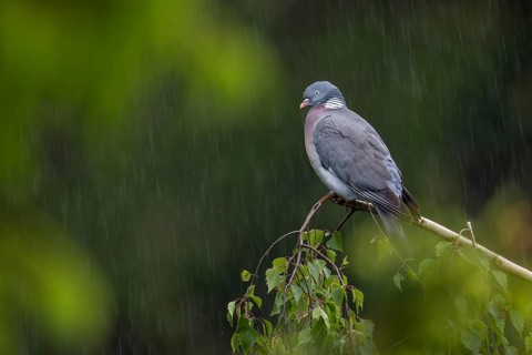 The wood pigeon (Columba palumbus) waits stoically for the rain to stop, Germany
