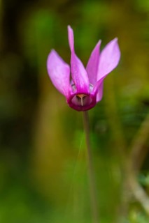 Delicate cyclamen blossom in Bad Reichenhall. Close-up of flowers on hiking trail in the Alps