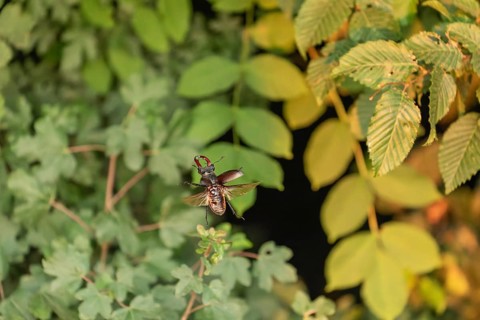 Stag beetle hovers in the trees of the Voralb at sunset