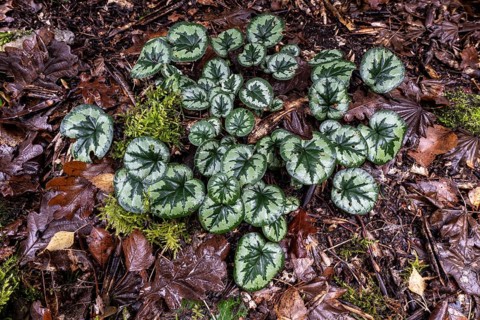 Early spring cyclamen (Cyclamen coum), Emsland, Lower Saxony, Germany