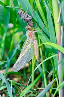 Hairy dragonfly (Brachytron pratense), freshly hatched animal on a reed stem with exuviae, Peene