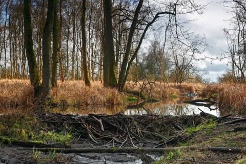 Beaver (Castor fibre), stream dammed by beaver, dam, Peene Valley nature park Park,