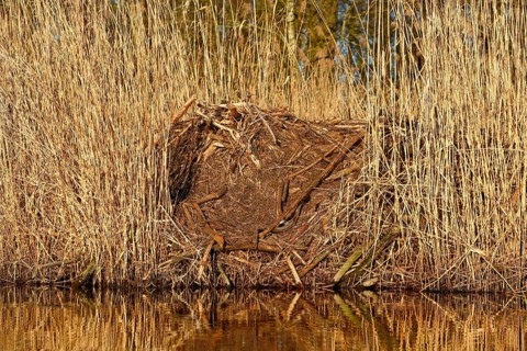 Beaver (Castor fibre), castle of a beaver on the banks of the Peene, dwelling of a beaver, Peene