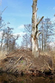 Beaver (Castor fibre), castle of a beaver on the banks of the Peene, dwelling of a beaver, Peene