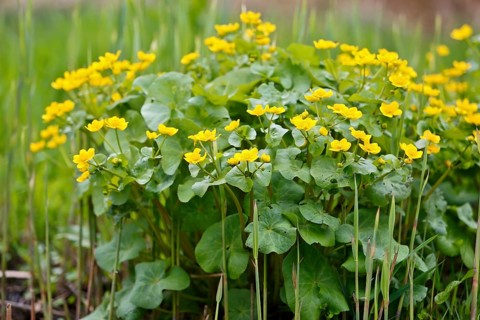 Marsh marigold (Caltha palustris), flowers in a wetland habitat, Peene Valley nature park Park,